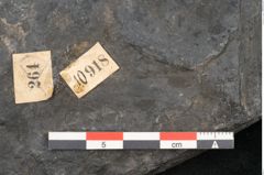 Foto (Detailansicht) von Callipteris sp.  (NHMW-GEO-2024-0188-10918)